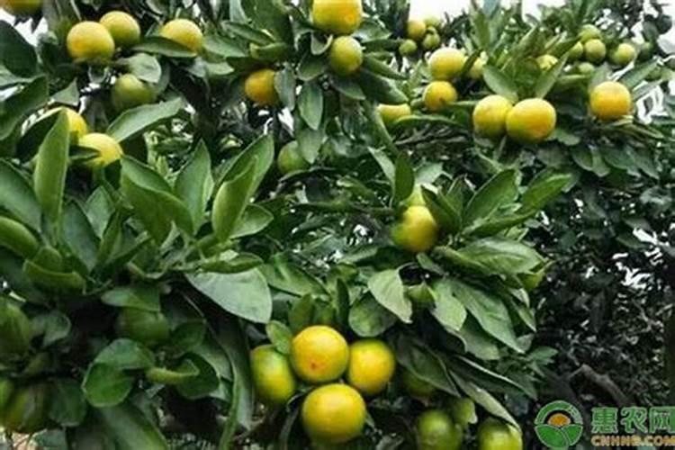 柑橘施壮果肥最佳时间 施肥方法有哪些