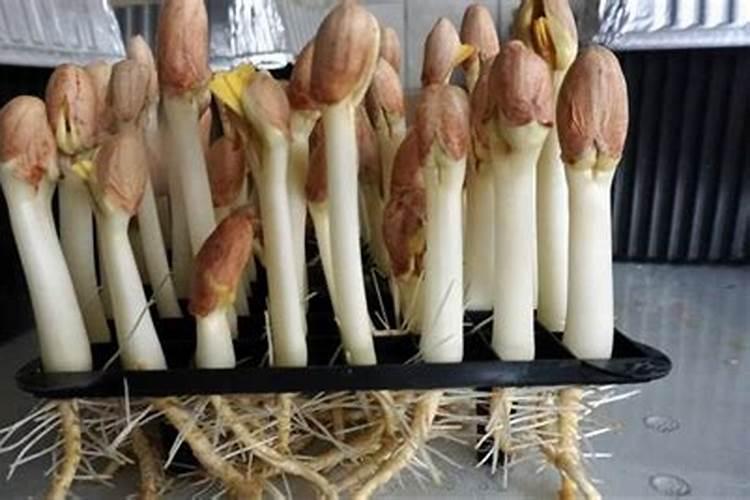 家里盆栽可以种花生吗