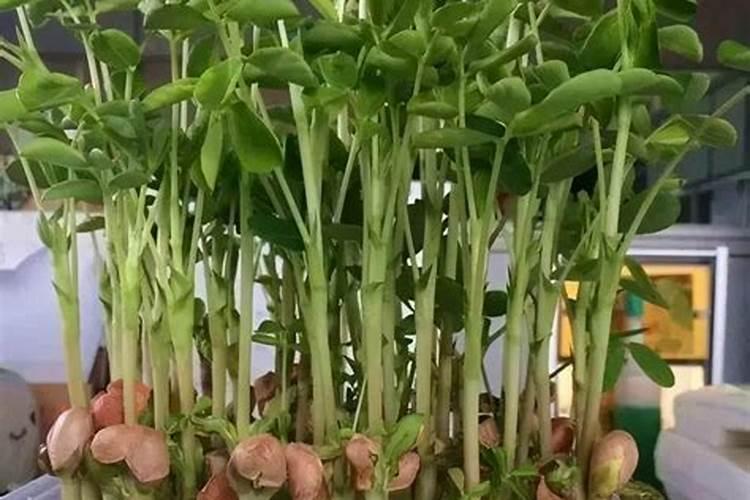 水培蔬菜用什么肥料？