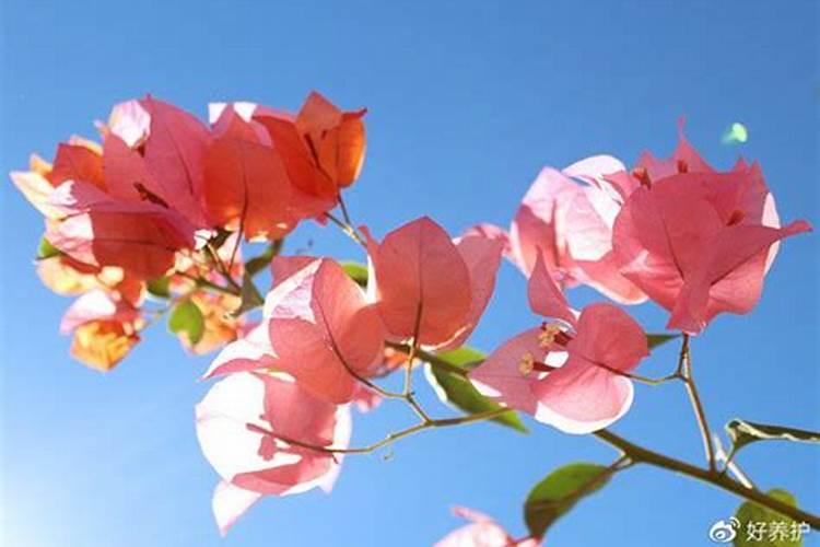 甲维盐可以灭蟑螂吗