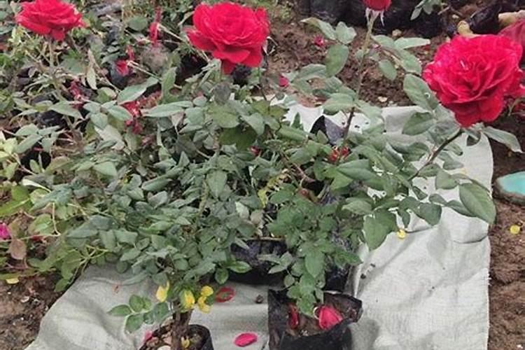 茄子缺镁症是由于什么原因造成的？该如何防治呢？