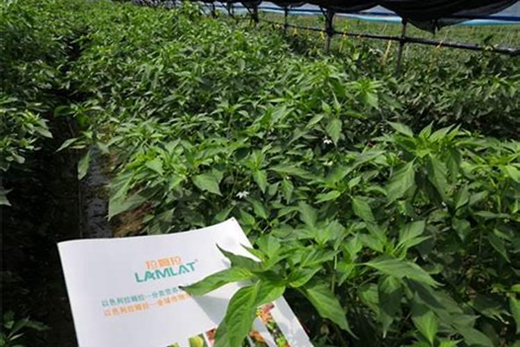 这些作物怎么使用鱼蛋白肥？千万别施错了!