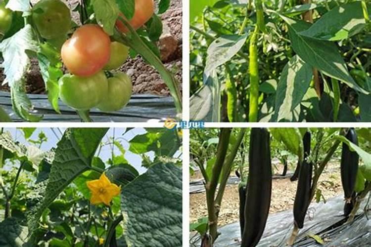 水稻发芽浸种用什么农药