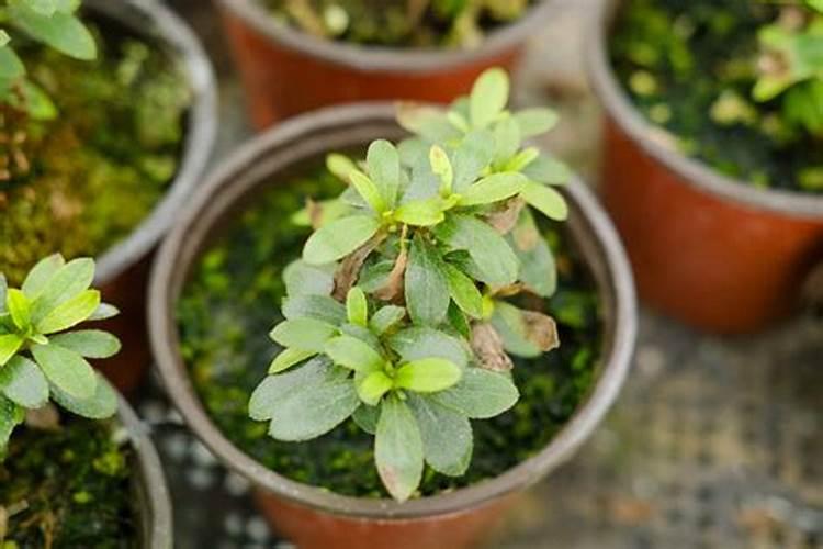 狗狗微量元素吃多了会怎样