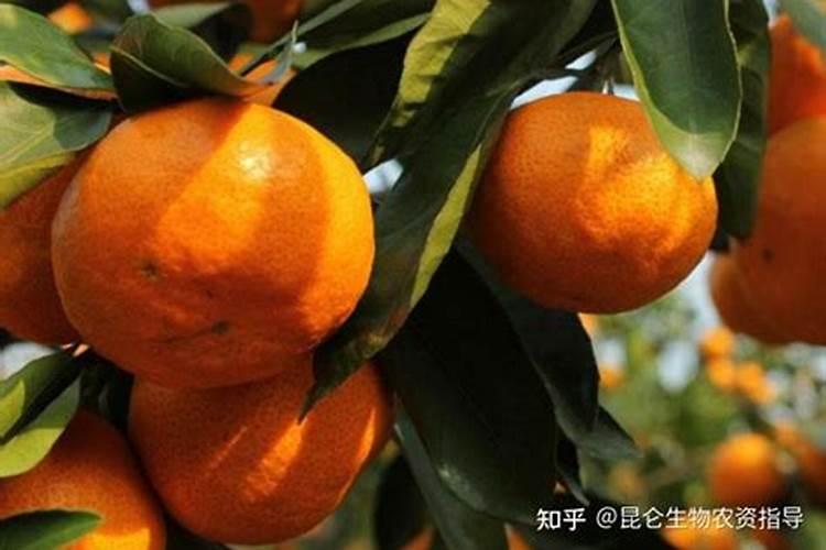 洋葱喜阴还是喜阳