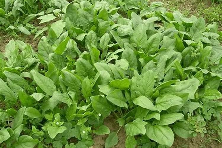 煮粥的谷类介绍(一)