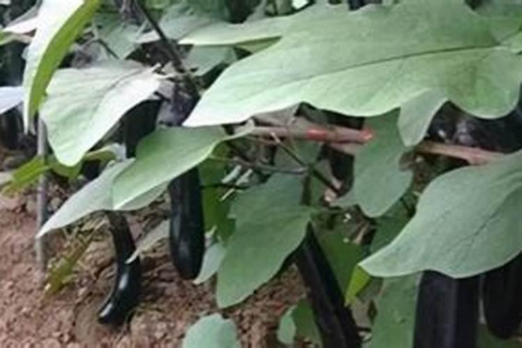 磷酸二氢钾怎么用？搭配芸苔素内酯,碰撞出不一样的“花火”