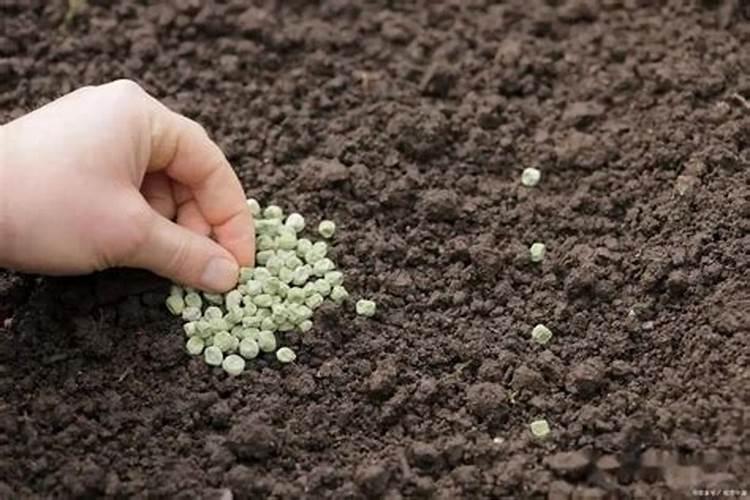 养花必备施肥技巧;花肥怎么施更有效果