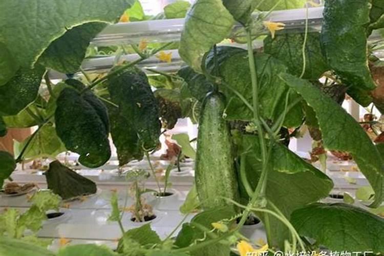 黄瓜对肥料有哪些需求？