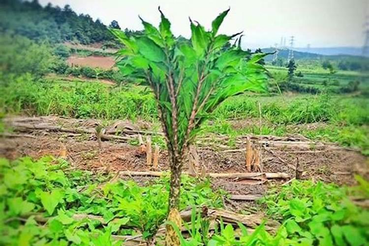 苹果如何施肥 苹果施肥方法时间