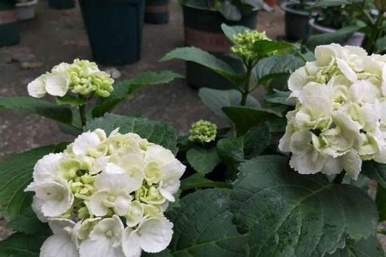 绣球花喜欢肥料吗？你喜欢用什么肥料？