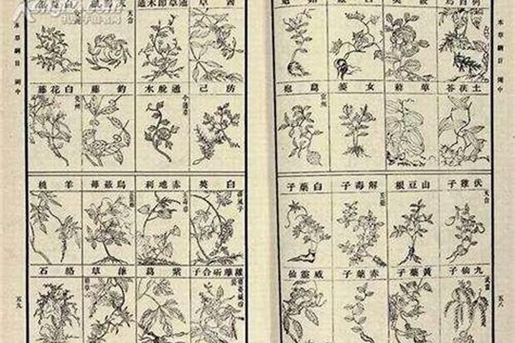 桑叶有什么用途？