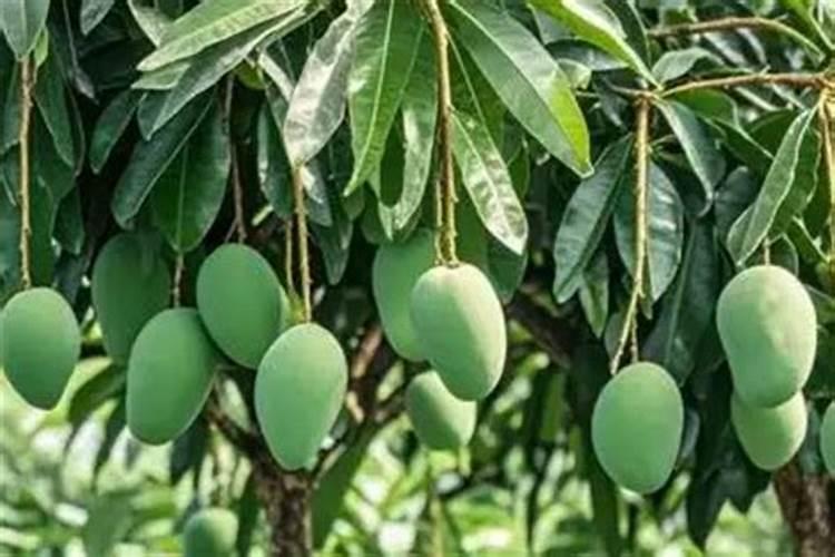 九江田园生态肥有限公司怎么样？