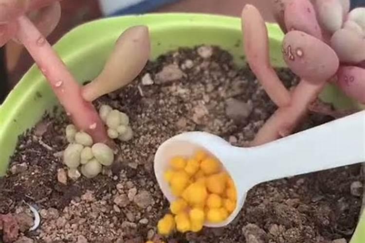 幼秧苗用什么肥料施肥