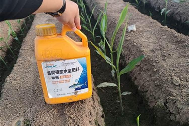 玉米地施肥的最佳时间是什么时候