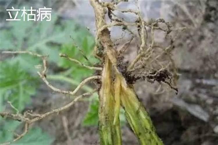 钾肥对水稻的作用及功能,钾肥过量会出现什么问题