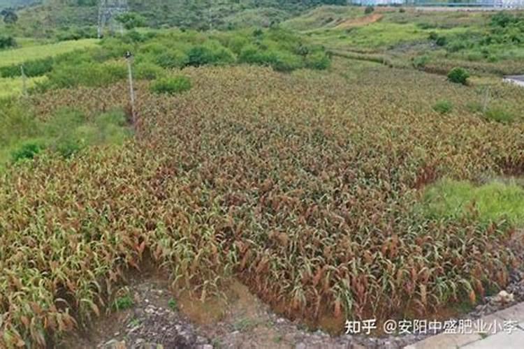 高粱种植怎么施肥？谢谢!