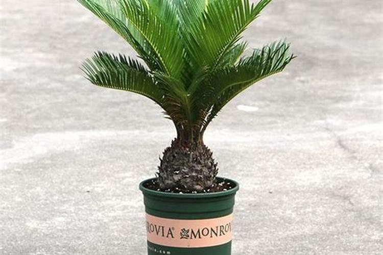 鱼内脏养花做肥料