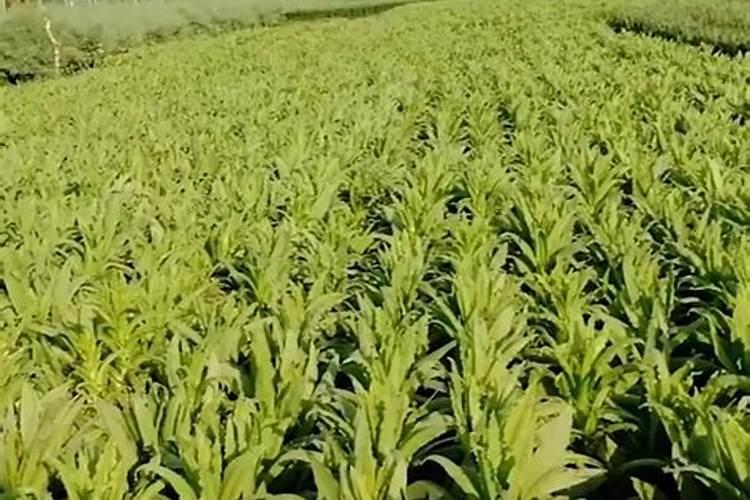 60天包膜尿素多少天释放