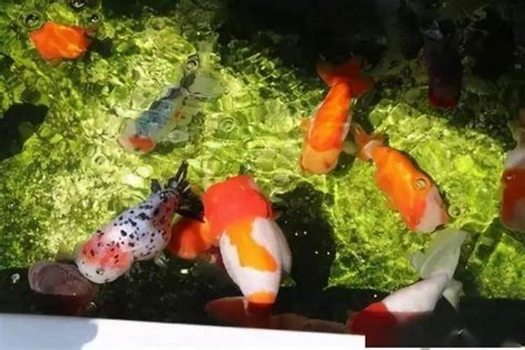 池塘养鱼如何施肥{急}