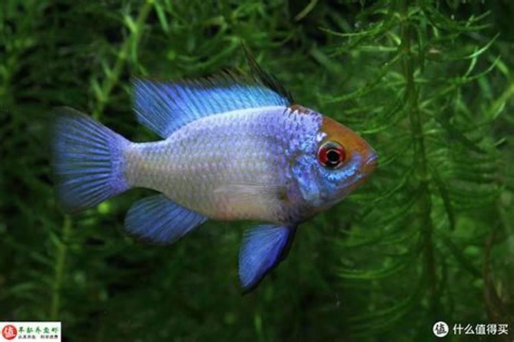 鱼塘施肥方法和注意事项鱼塘如何施肥以及注意事项