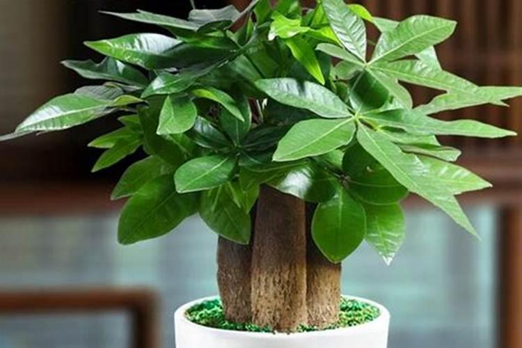 用什么叶面肥可以使荔枝熟得颜色好