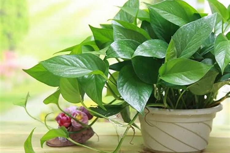 绿萝喜欢什么肥料