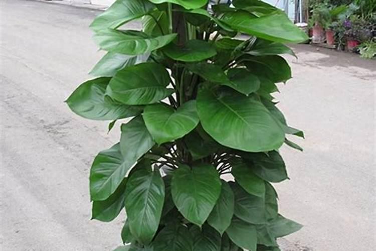 绿萝能施磷肥复合肥和尿素吗