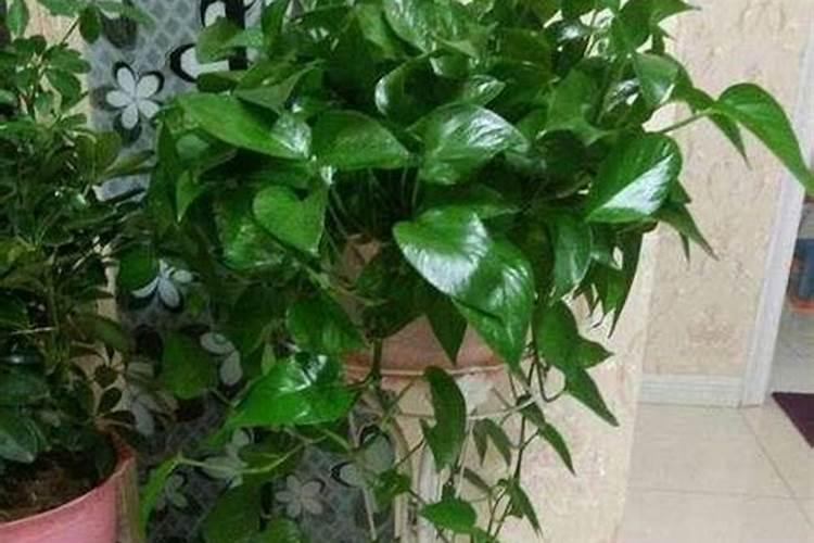 绿萝施什么肥好