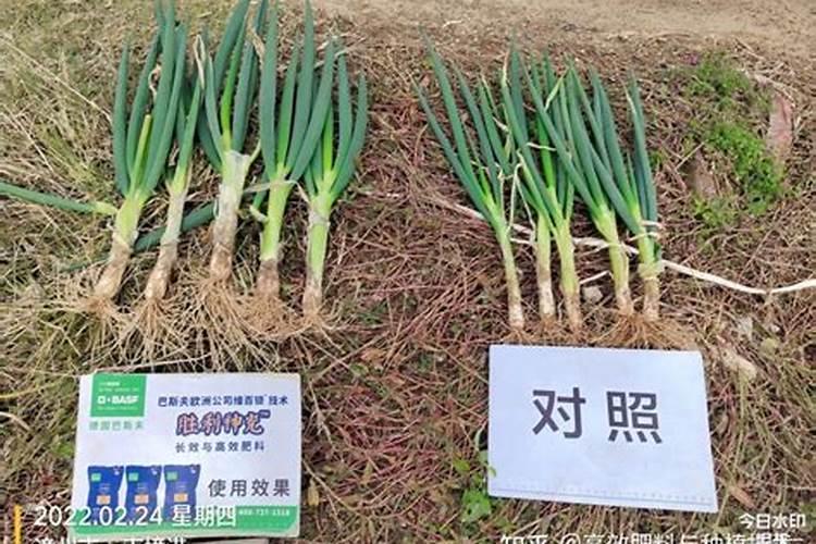 给小葱施草木灰是干施好还是用水溶液喷施好？