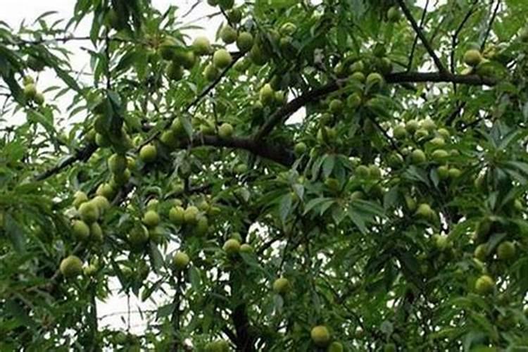 红薯用什么肥料最好