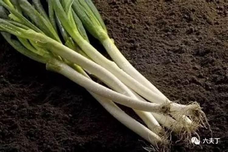 大葱什么时候追肥合适,高产追肥方法