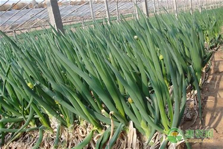 大葱什么时候追肥合适 高产追肥方法