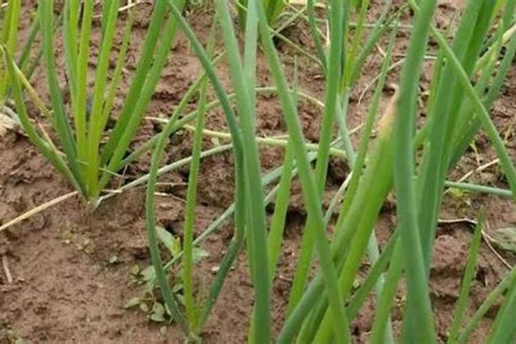 大葱什么时候追肥最好？