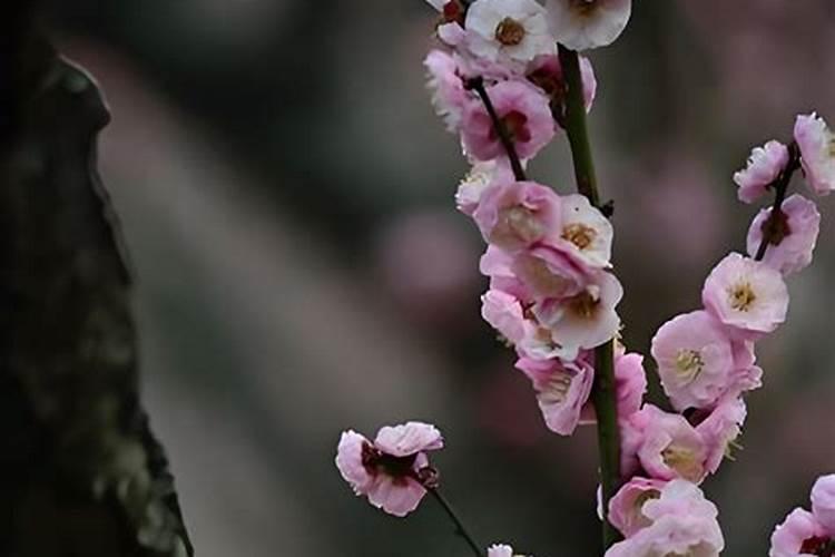 梅花用什么肥料最好