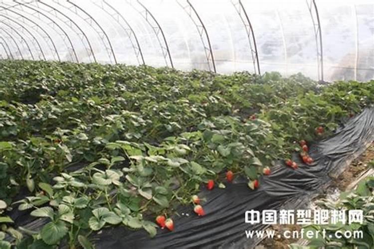 大棚里桃花,没结果就落了