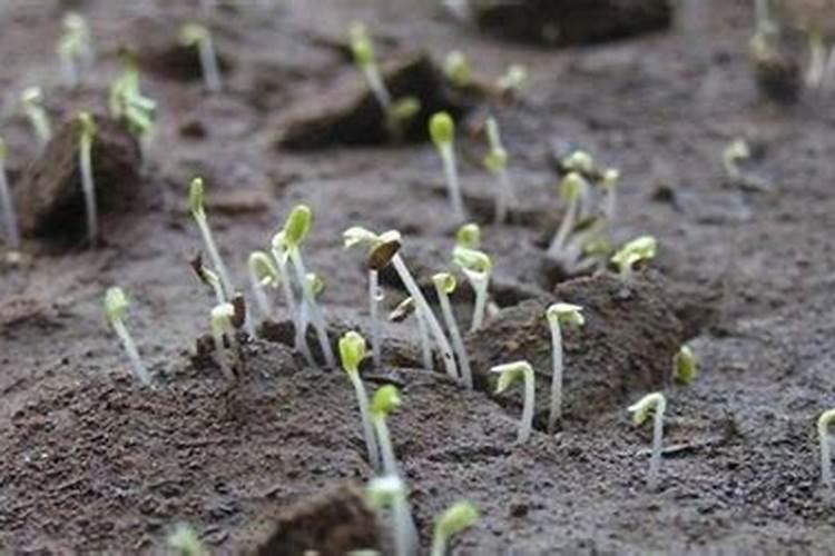 什么时侯施氮磷钾肥