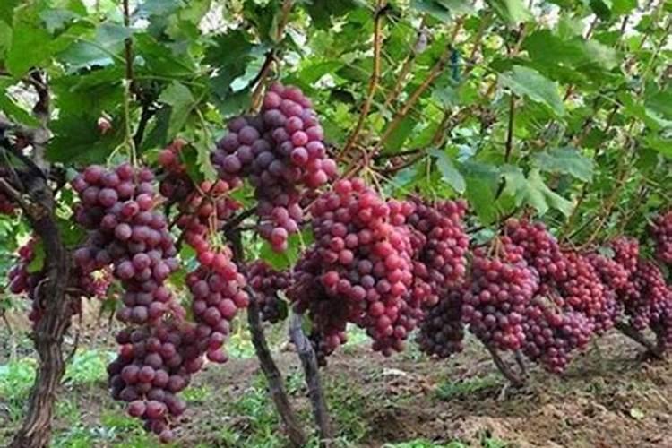 葡萄施肥方法及注意事项 葡萄怎么施肥方法及注意事项