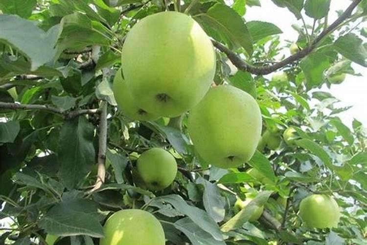 苹果树补钙的叶面肥有哪些