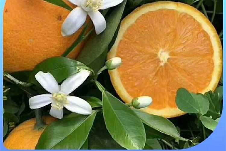 硫酸和硼氢化钾可以反应吗