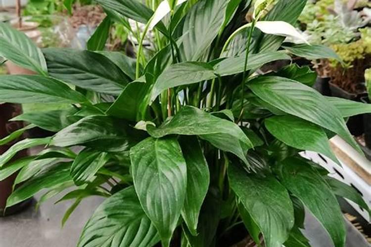 谁知道硼氢化钾的检查方法？谢谢