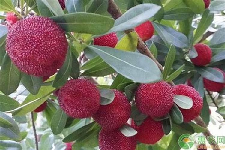 葡萄开花前施什么肥料最好