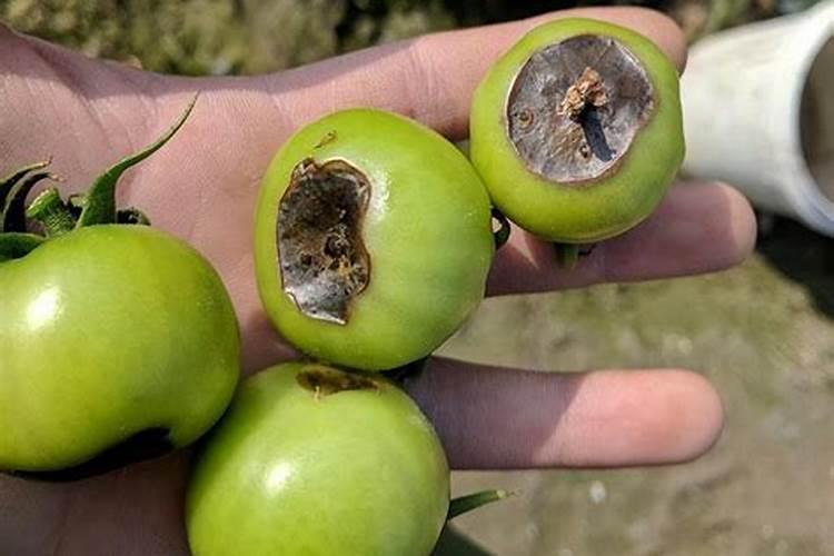 棉花后期早衰影响产量,防棉花后期早衰的管理要点有哪些？