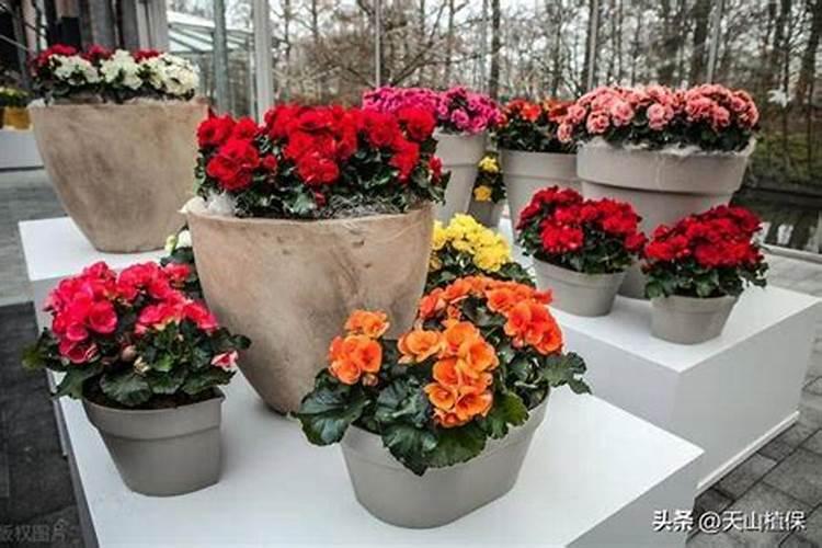 ...施肥少不了。花期前,该如何给花卉正确喷施磷酸二氢钾？