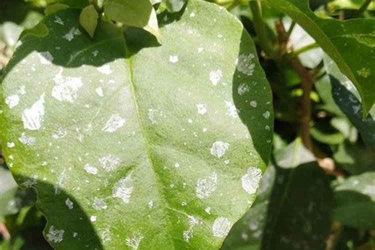 磷酸二氢钾用量大了怎么补救