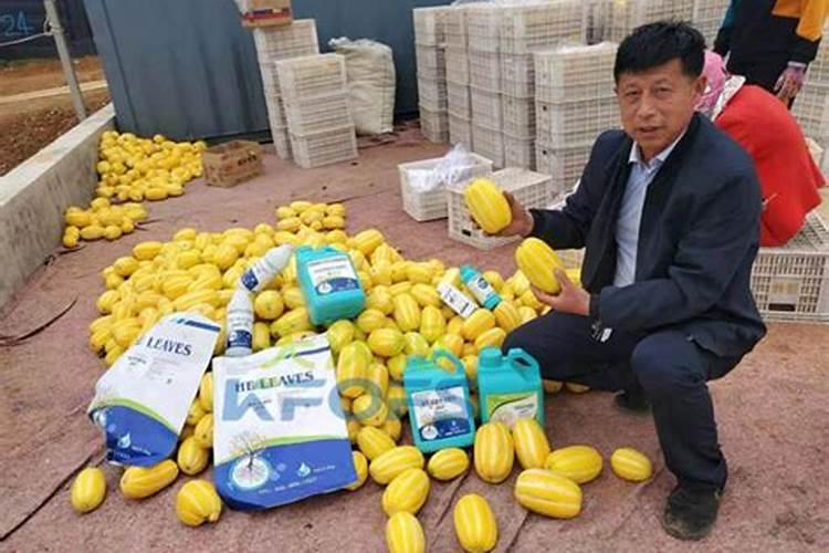 甜瓜施肥的方法？