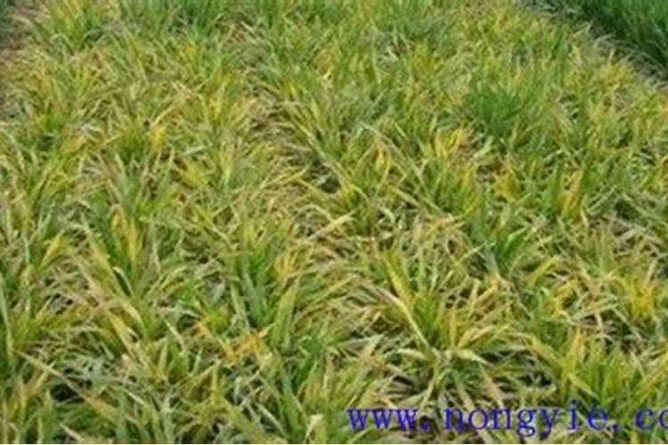 蓝莓盆栽的种植技巧 蓝莓如何养护