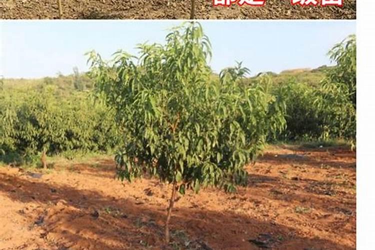 济南有什么特产啊,可以带走的