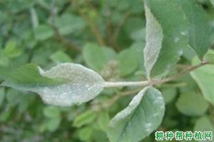 钾肥和磷肥能一起用吗 钾肥和钙肥可以混用吗