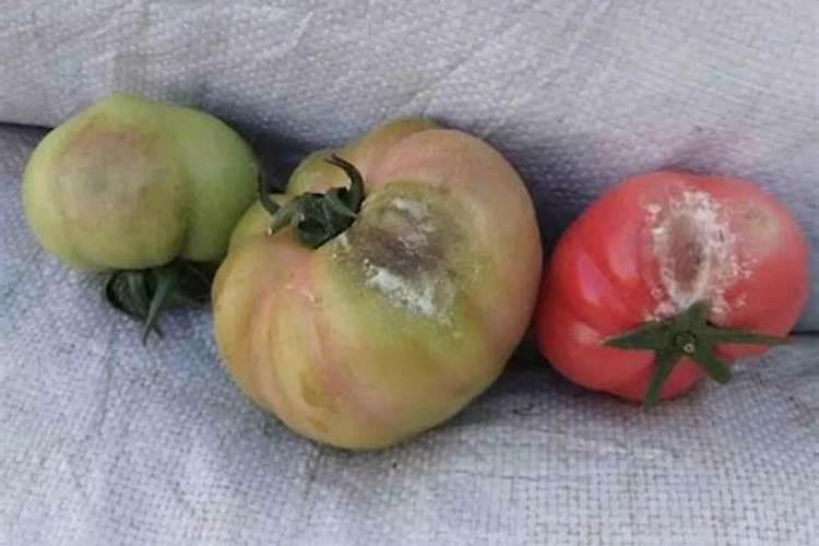 西红柿黄腐酸钾什么时侯冲服